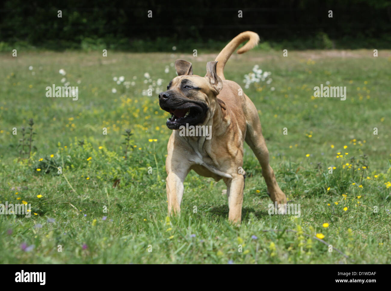 Dog Boerboel  /  Boerbull  /  South African Mastiff adult running in a meadow Stock Photo