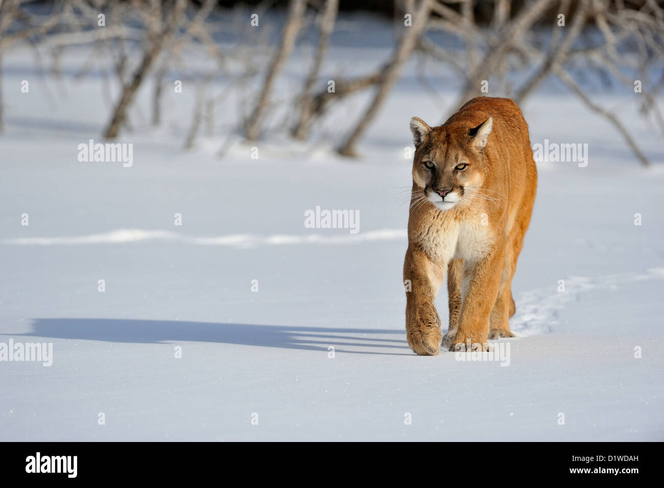 Cougar, Puma, Mountain lion (Puma concolor) Walking on a frozen pond, captive raised specimen, Bozeman Montana, USA Stock Photo