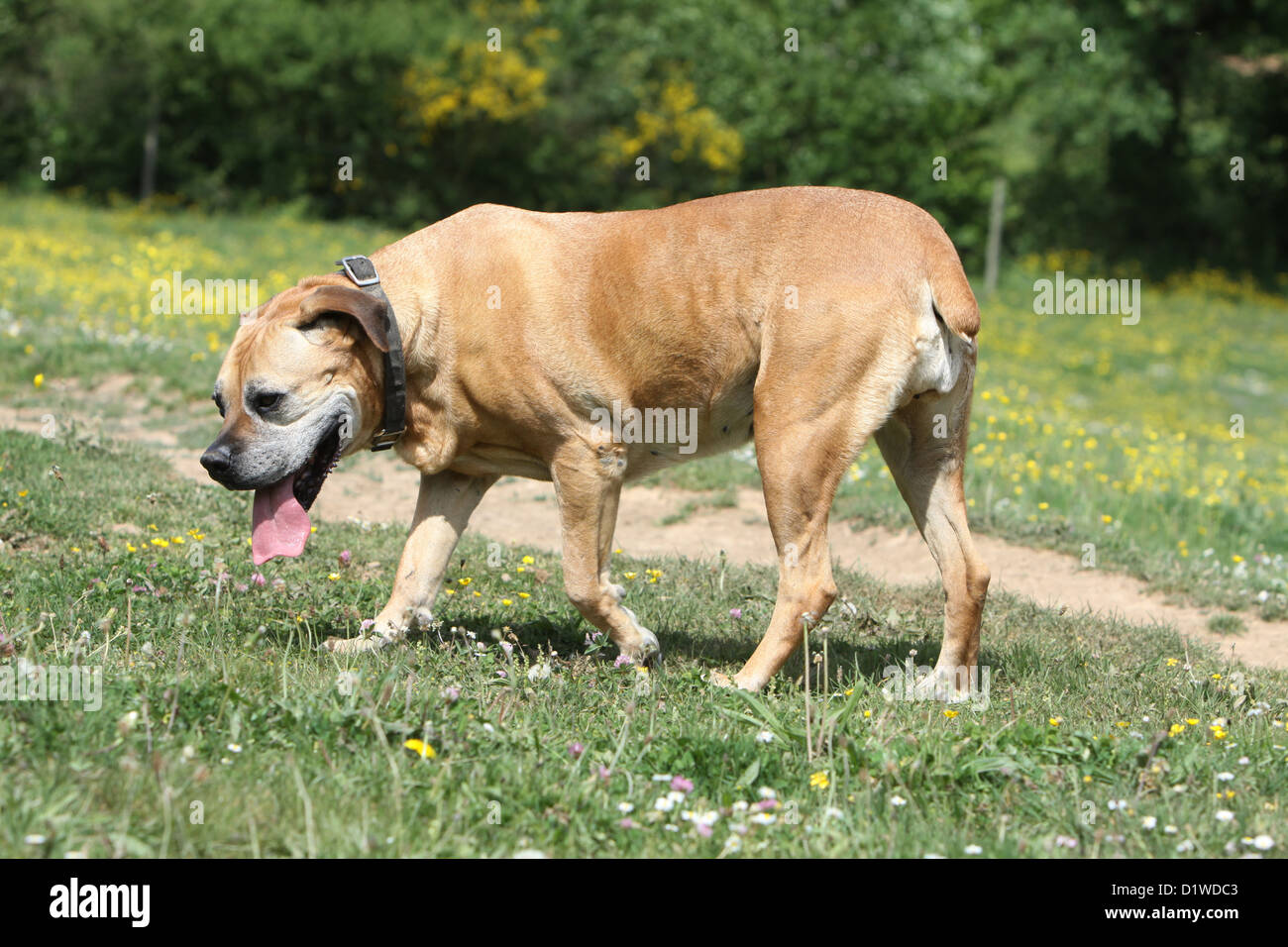 Old south afrikaans hires stock photography and images Alamy