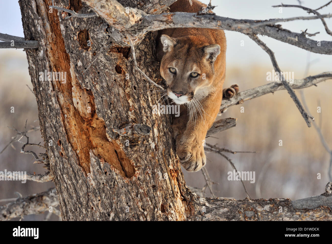 Puma in tree hi-res stock photography and images - Alamy