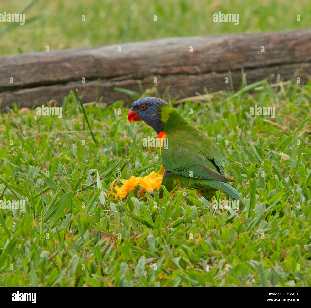 Rainbow lorikeet - an Australian parrot - feeding on fallen mango - in the wild Stock Photo