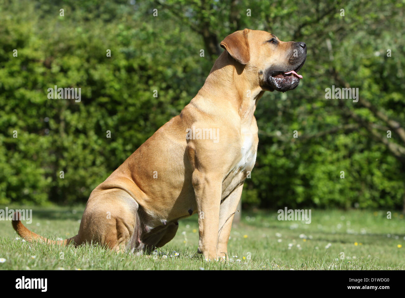 Dog Boerboel  /  Boerbull  /  South African Mastiff adult sitting in a meadow Stock Photo