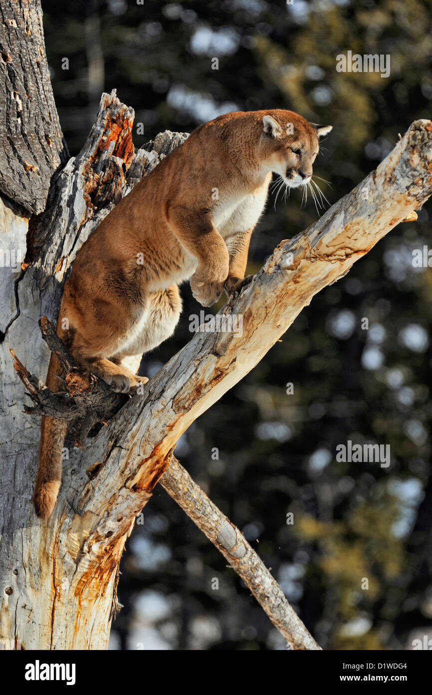 Cougar, Puma, Mountain lion (Puma concolor), captive raised specimen,  Bozeman Montana, USA Stock Photo - Alamy