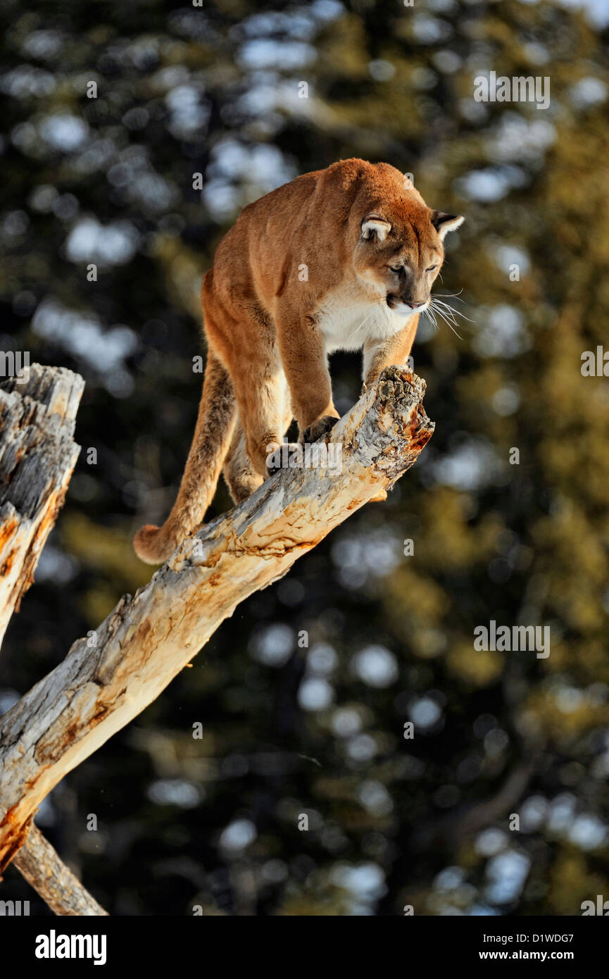 Cougar, Puma, Mountain lion (Puma concolor), captive raised specimen, Bozeman Montana, USA Stock Photo