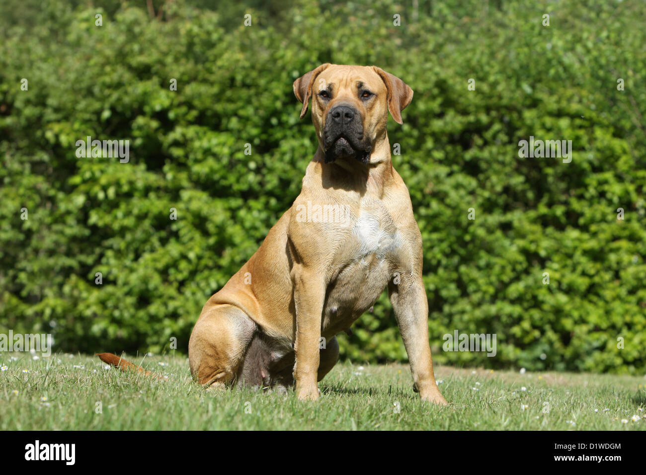 Burbil Rasse Burbul High Resolution Stock Photography and Images - Alamy