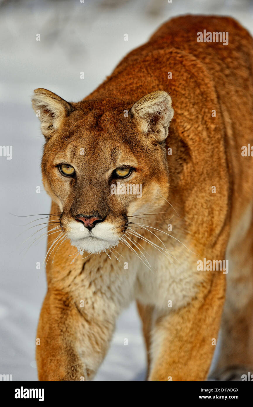 Cougar, Puma, Mountain lion (Puma concolor), captive raised specimen,  Bozeman Montana, USA Stock Photo - Alamy