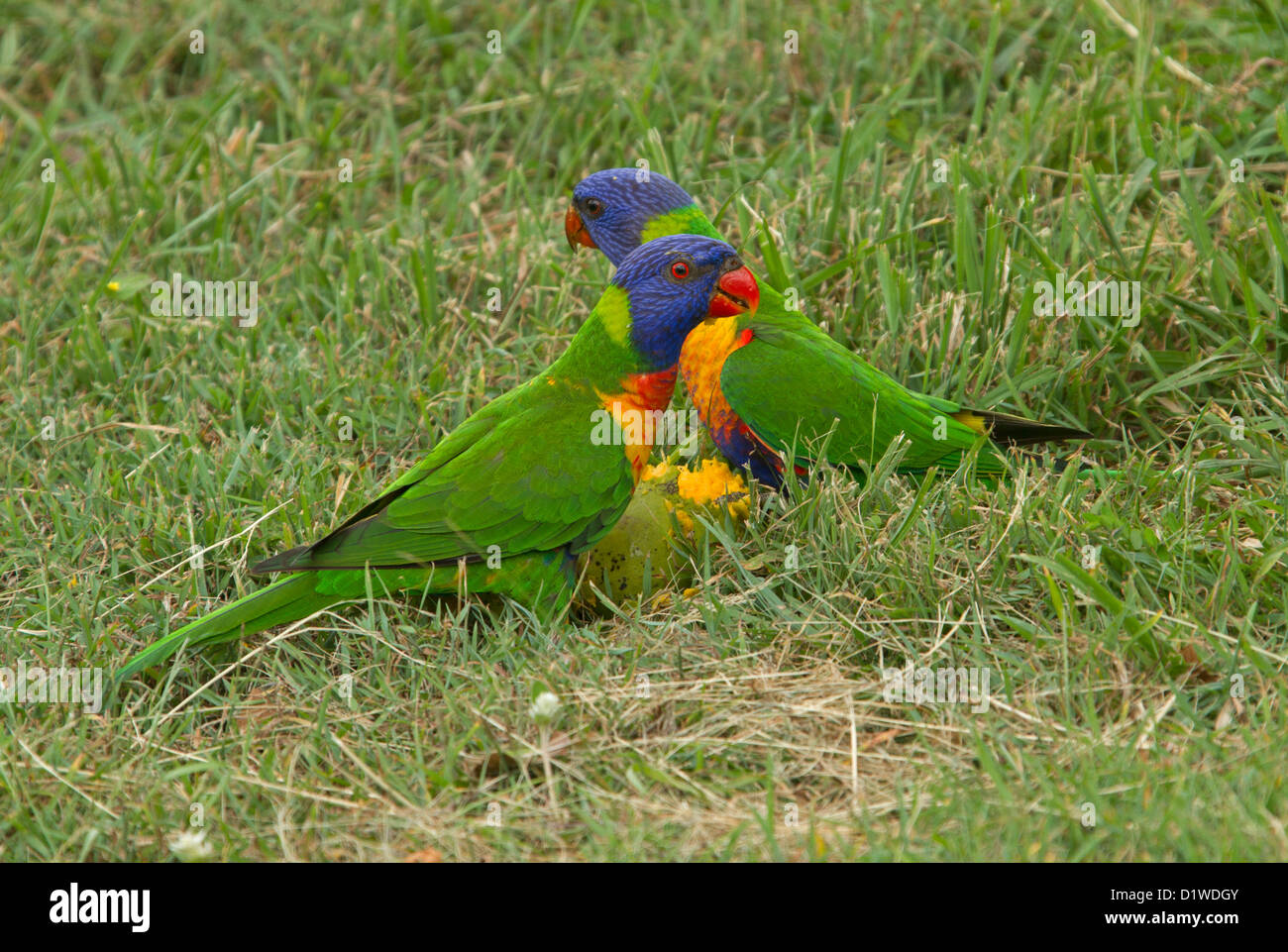 Pair of rainbow lorikeets Australian parrots feeding on fallen