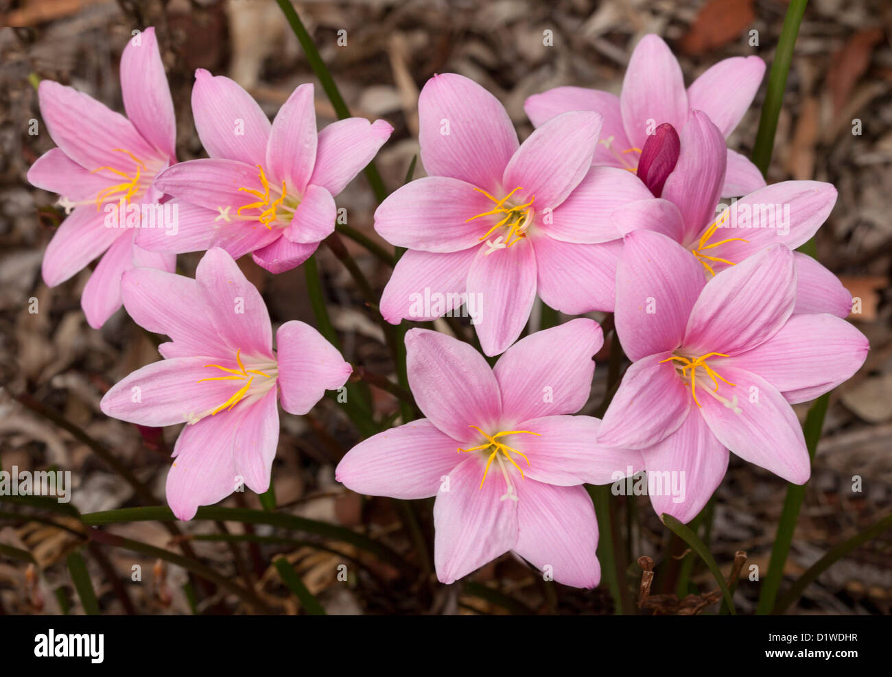 Cluster of bright pink flowers of Zephyranthes grandiflora syn rosea Stock Photo