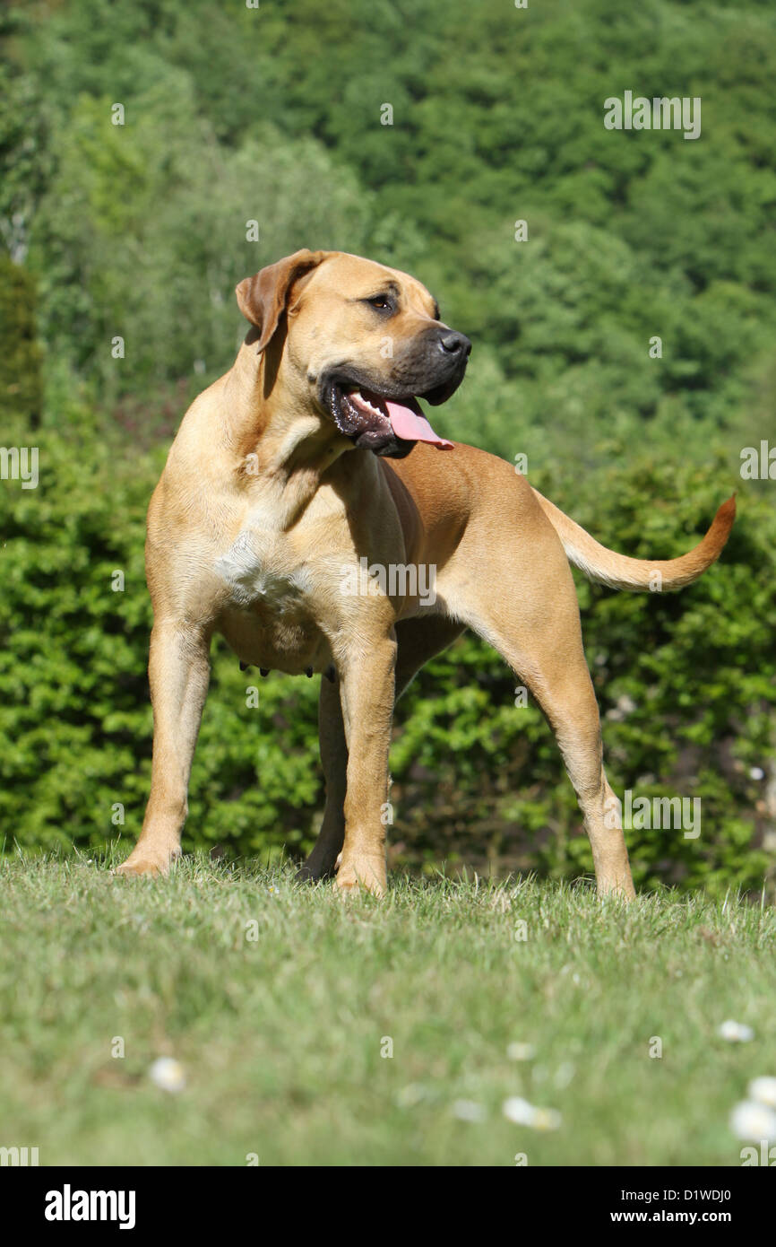 Dog Boerboel  /  Boerbull  /  South African Mastiff adult standing Stock Photo