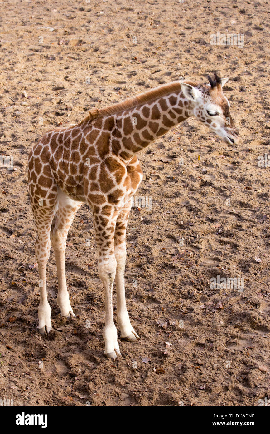 Young giraffe Stock Photo
