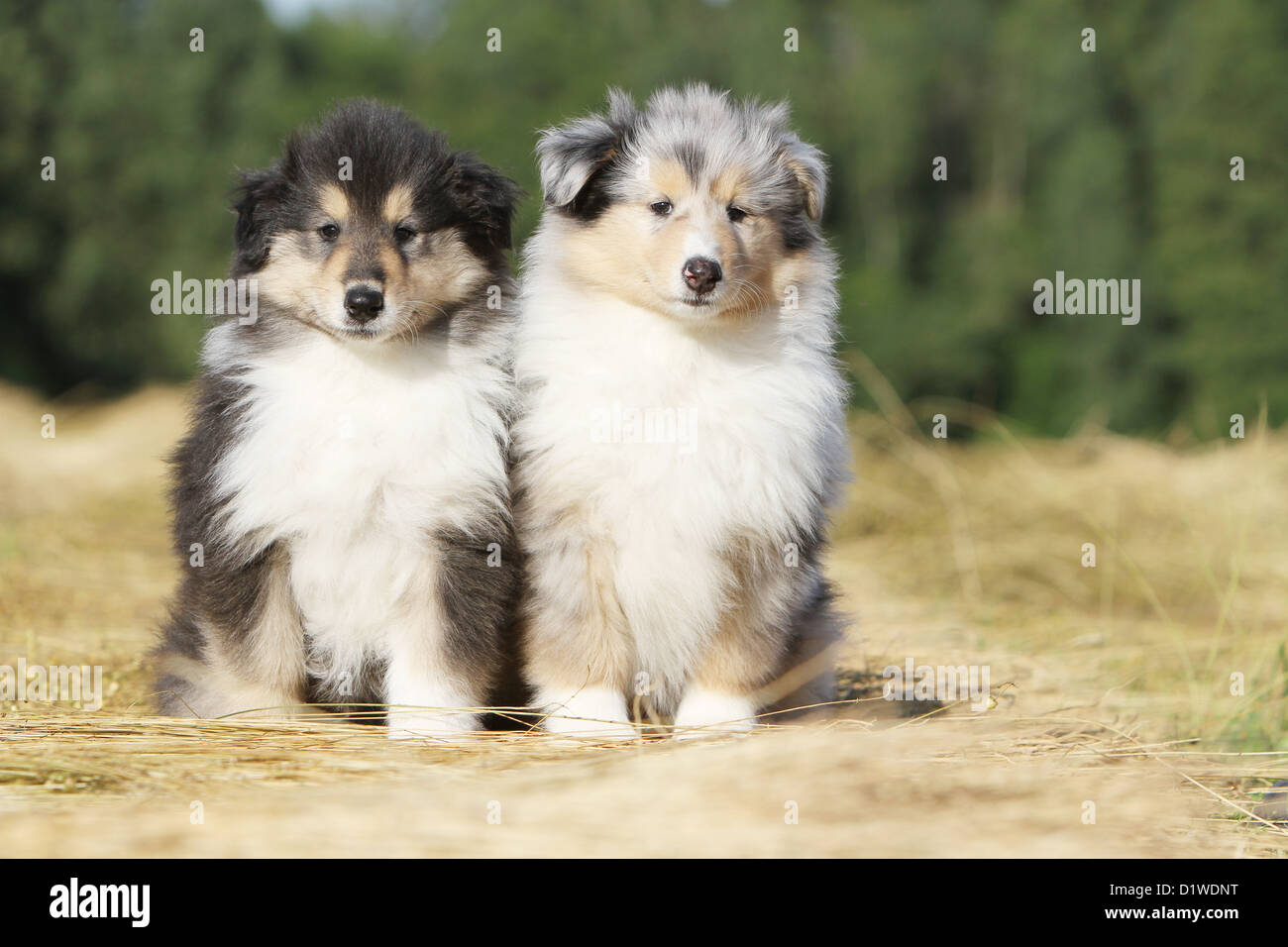 Dog Rough Collie / Scottish Collie two puppies (tricolor - blue Merle)  sitting Stock Photo - Alamy