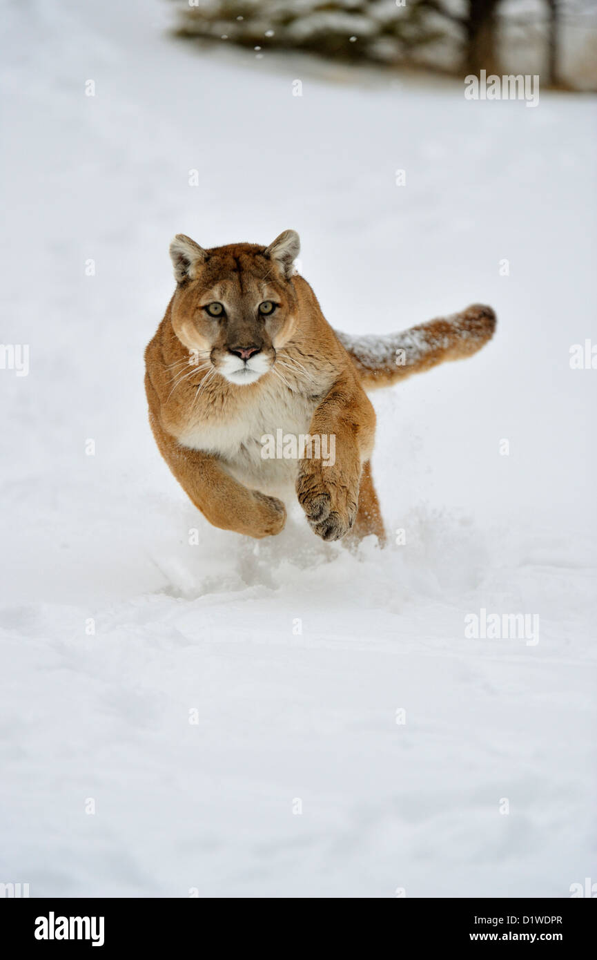 Cougar, Puma, Mountain lion (Puma concolor) Charging, captive raised