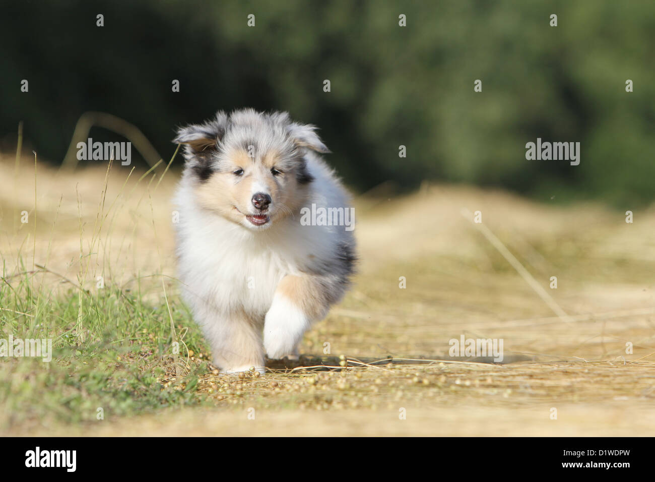 blue merle collie puppy