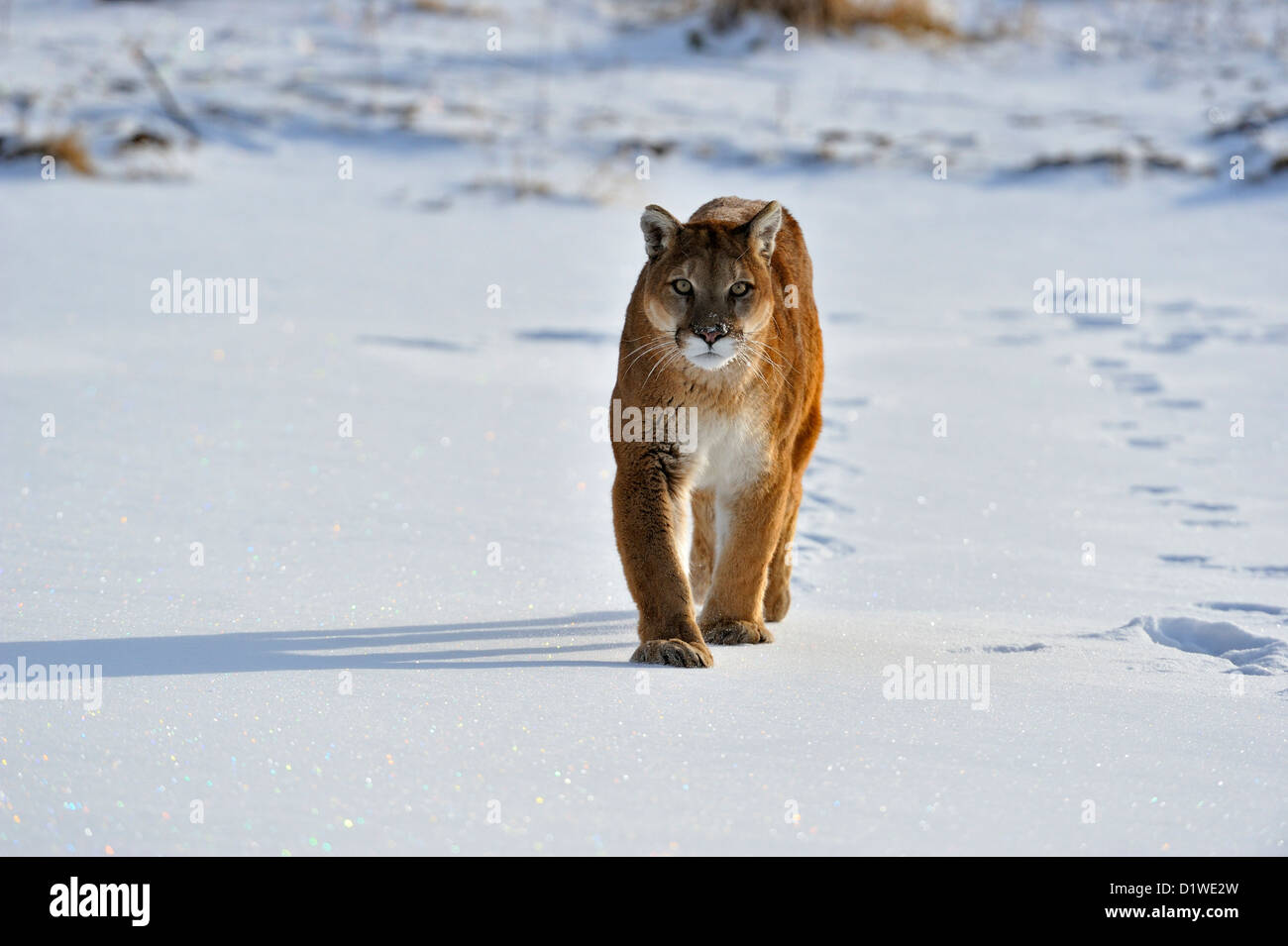 Cougar, Puma, Mountain lion (Puma concolor) Walking on a frozen pond, captive raised specimen, Bozeman Montana, USA Stock Photo
