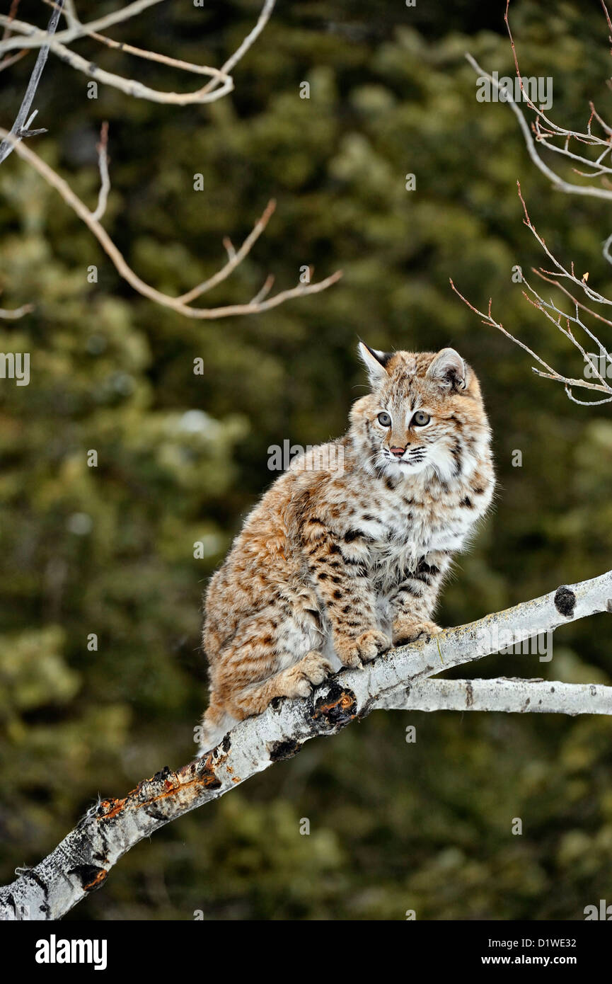 Bobcat (Lynx rufus) Kitten first winter, captive raised specimen, Bozeman Montana, USA Stock Photo