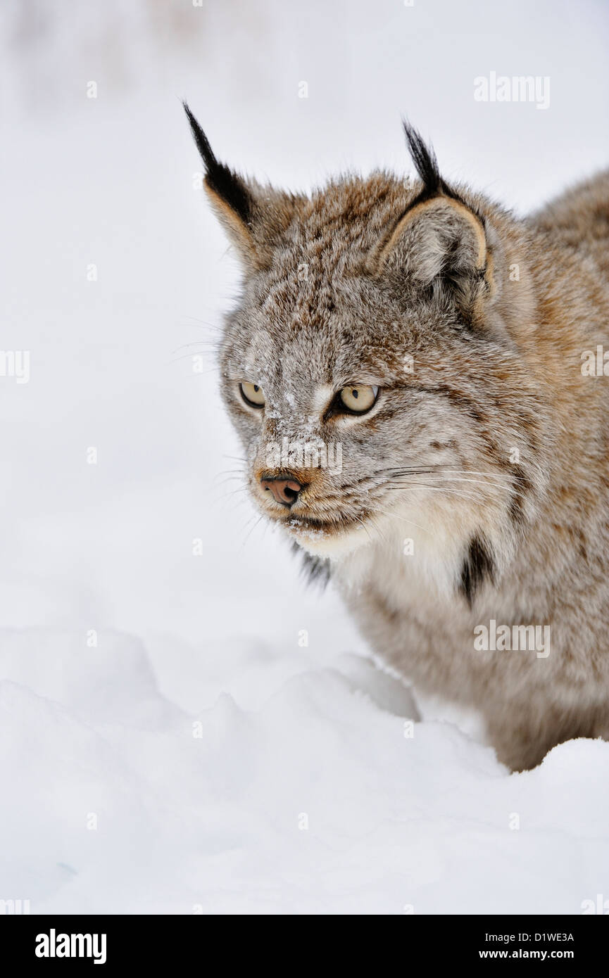 Canada lynx (Lynx canadensis), captive raised specimen, Bozeman Montana, USA Stock Photo
