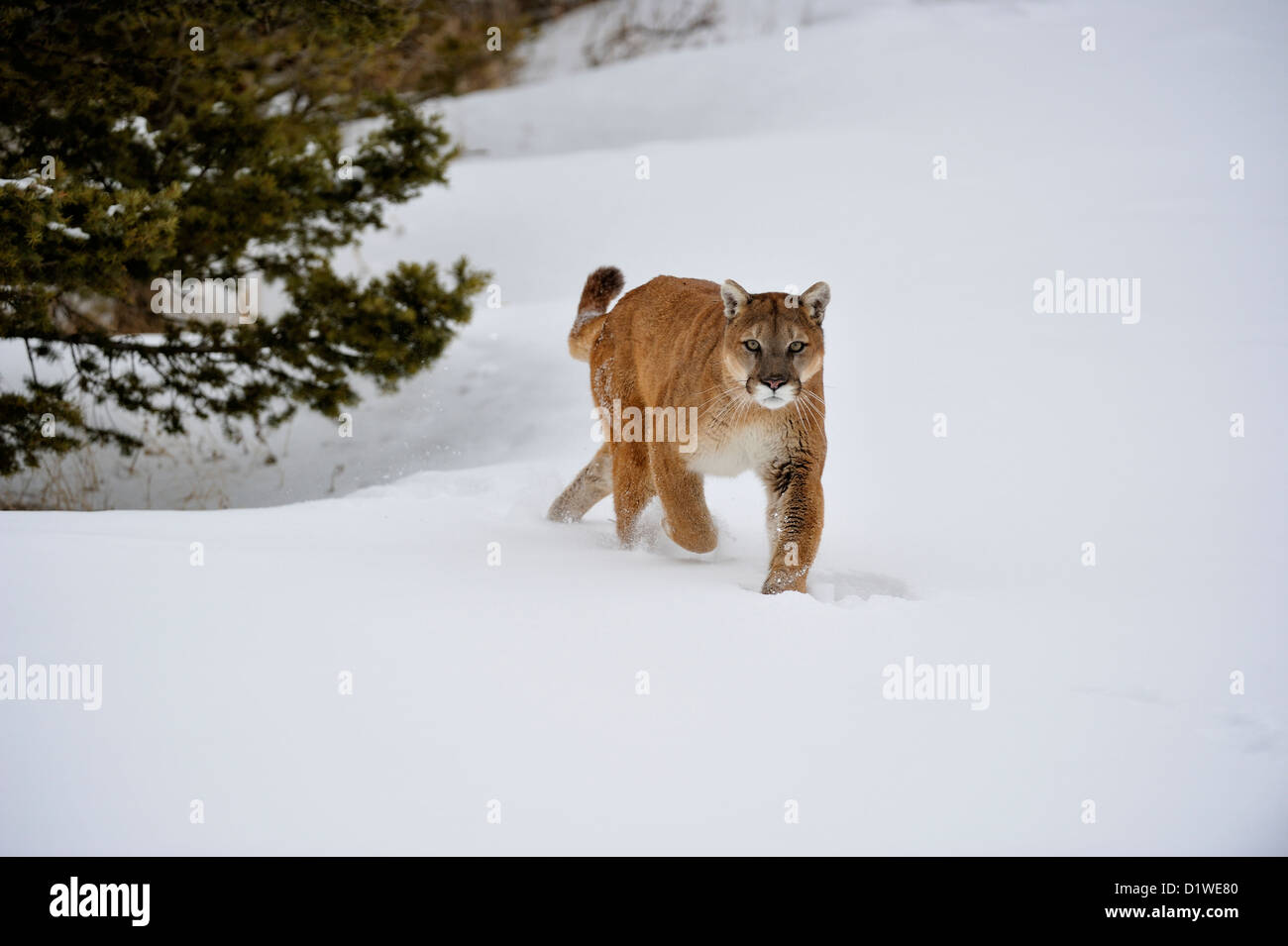 Cougar, Puma, Mountain lion (Puma concolor) Charging, captive raised specimen, Bozeman Montana, USA Stock Photo