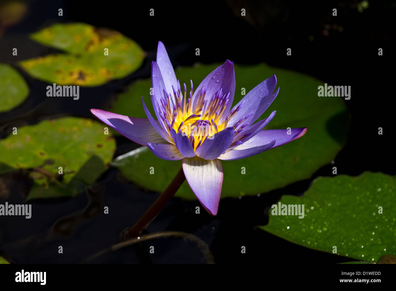 Blue egyptian water lily hi-res stock photography and images - Alamy