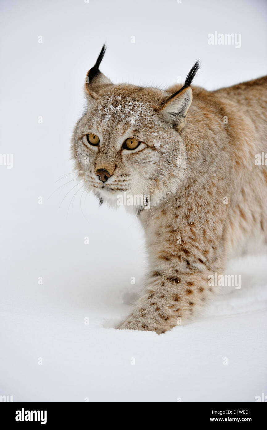 Eurasian lynx (Lynx lynx), captive raised specimen, Bozeman Montana, USA Stock Photo