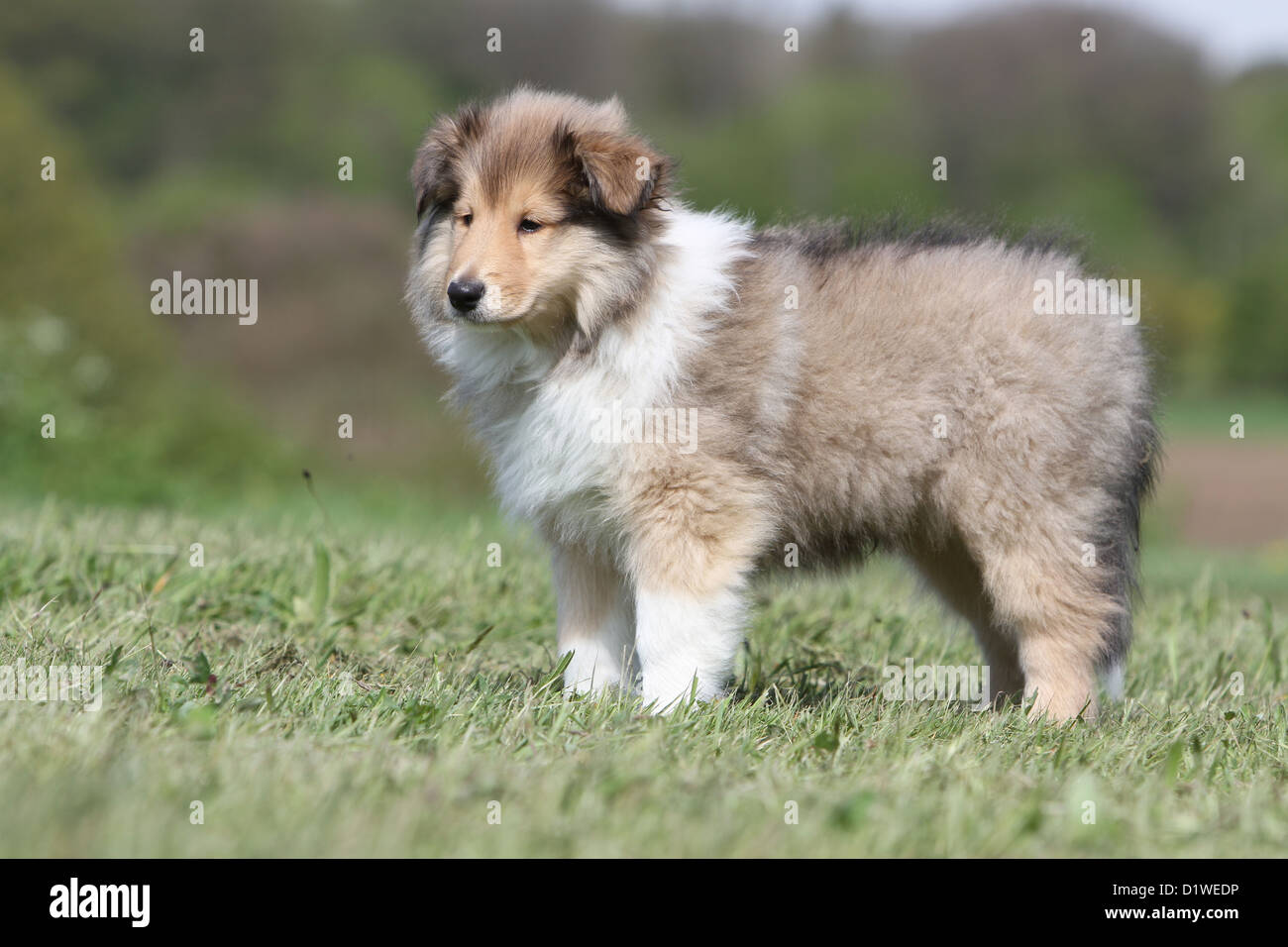 Dog Rough Collie / Scottish Collie puppy (sable-white) standing in a meadow  Stock Photo - Alamy