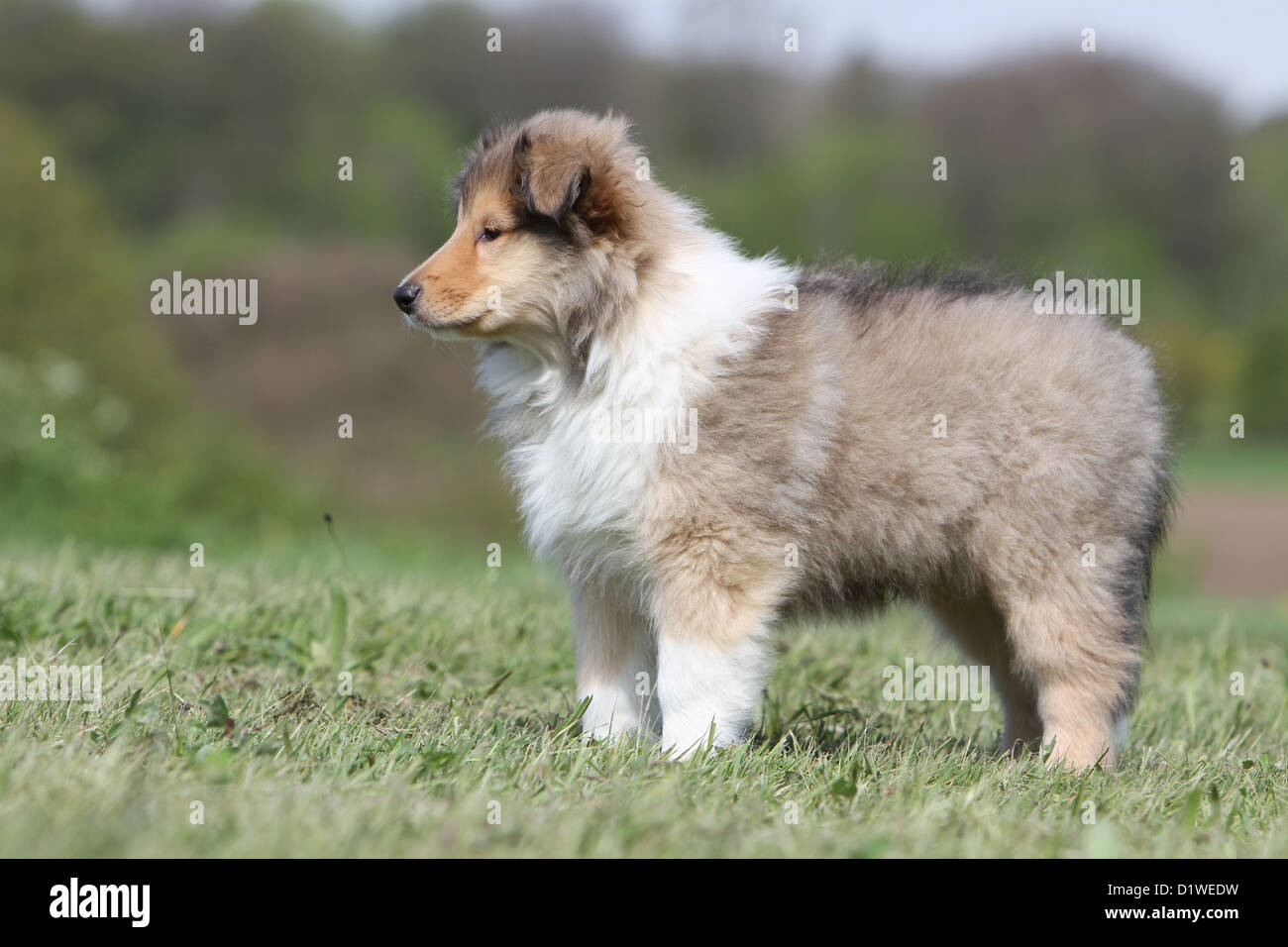 sable white collie