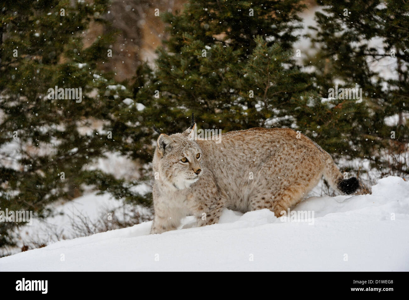 Eurasian lynx (Lynx lynx), captive raised specimen, Bozeman Montana, USA Stock Photo
