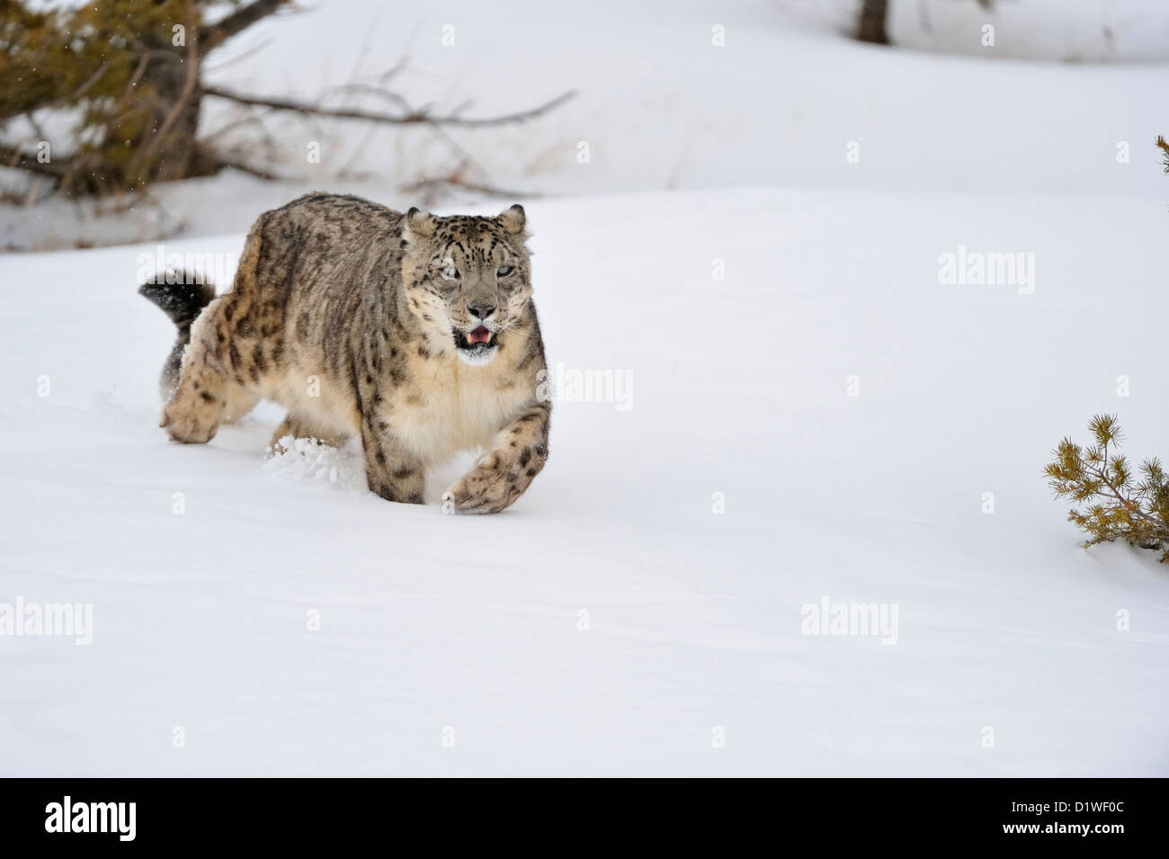 Snow leopard (Panthera uncia or Uncia uncia), captive raised specimen, Bozeman Montana, USA Stock Photo
