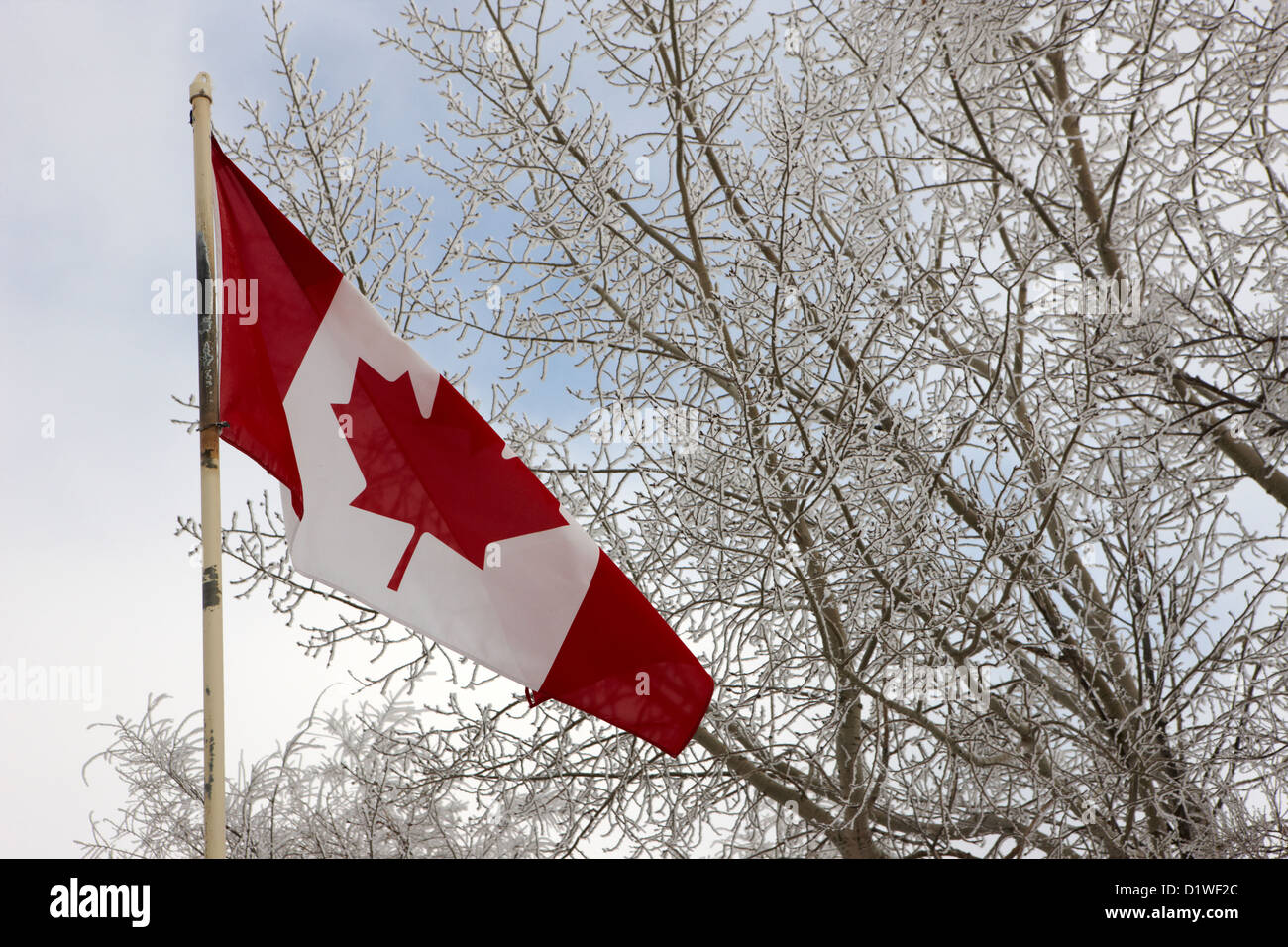canadian flag flying with frost covered trees Forget Saskatchewan Canada Stock Photo