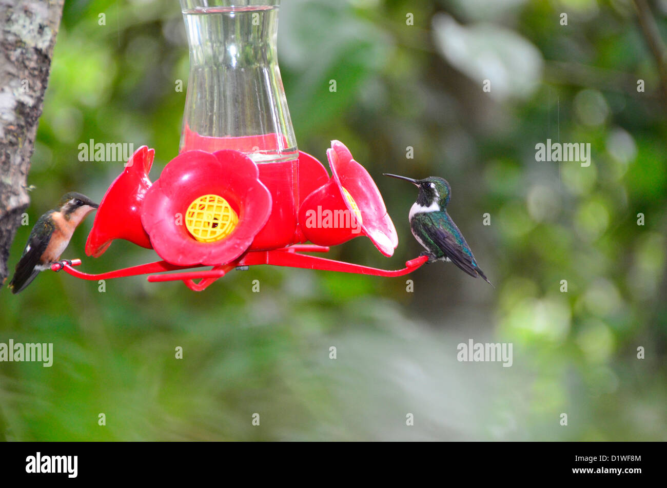 Hummingbirds drink sugarwater at a feeder in a garden near Chachapoyas, Peru Stock Photo