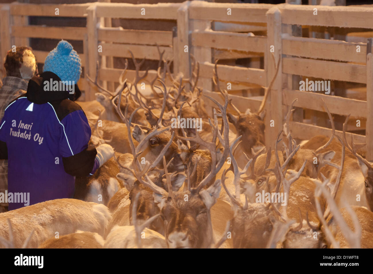 Reindeer separation by herders in Inari, Lapland, Finland Stock Photo