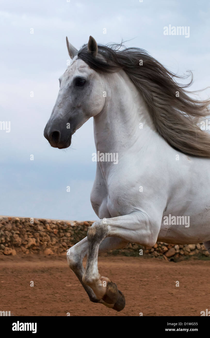 horse stallion Andalusian Menorca animal Spain run Stock Photo