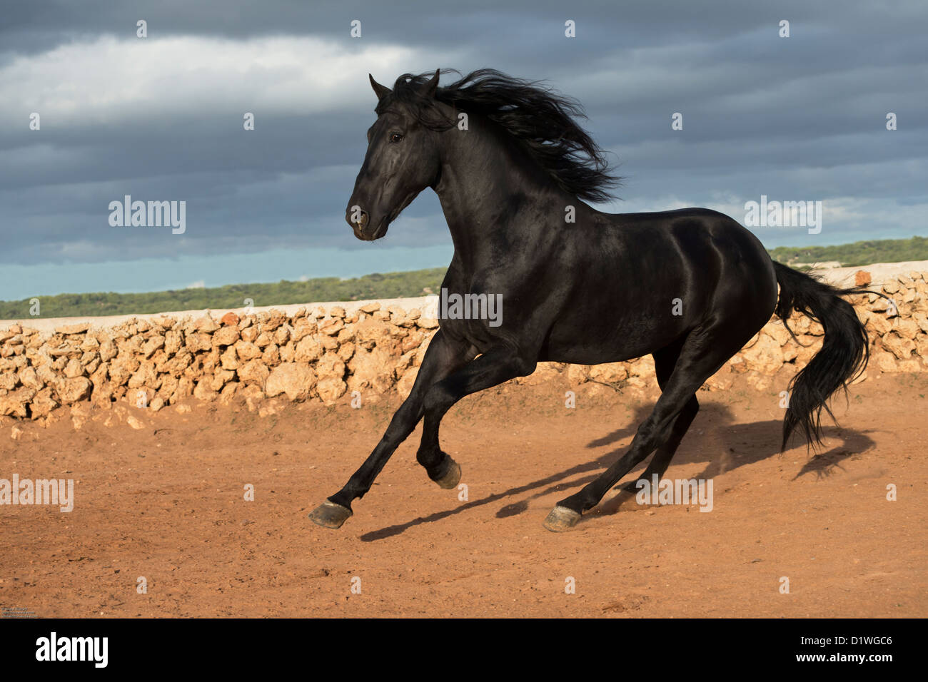 horse stallion Menorquin Menorca animal Spain run Stock Photo Alamy