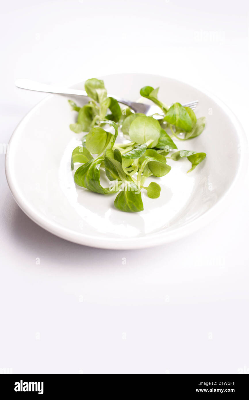 Valerianella locusta, songino green salad Stock Photo