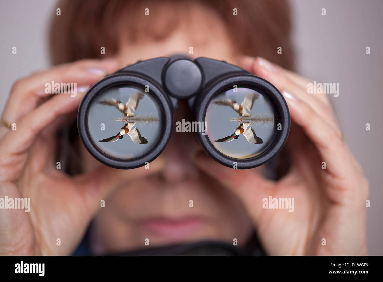 Binoculars being used by lady birdwatcher shellduck reflected in front optic Stock Photo