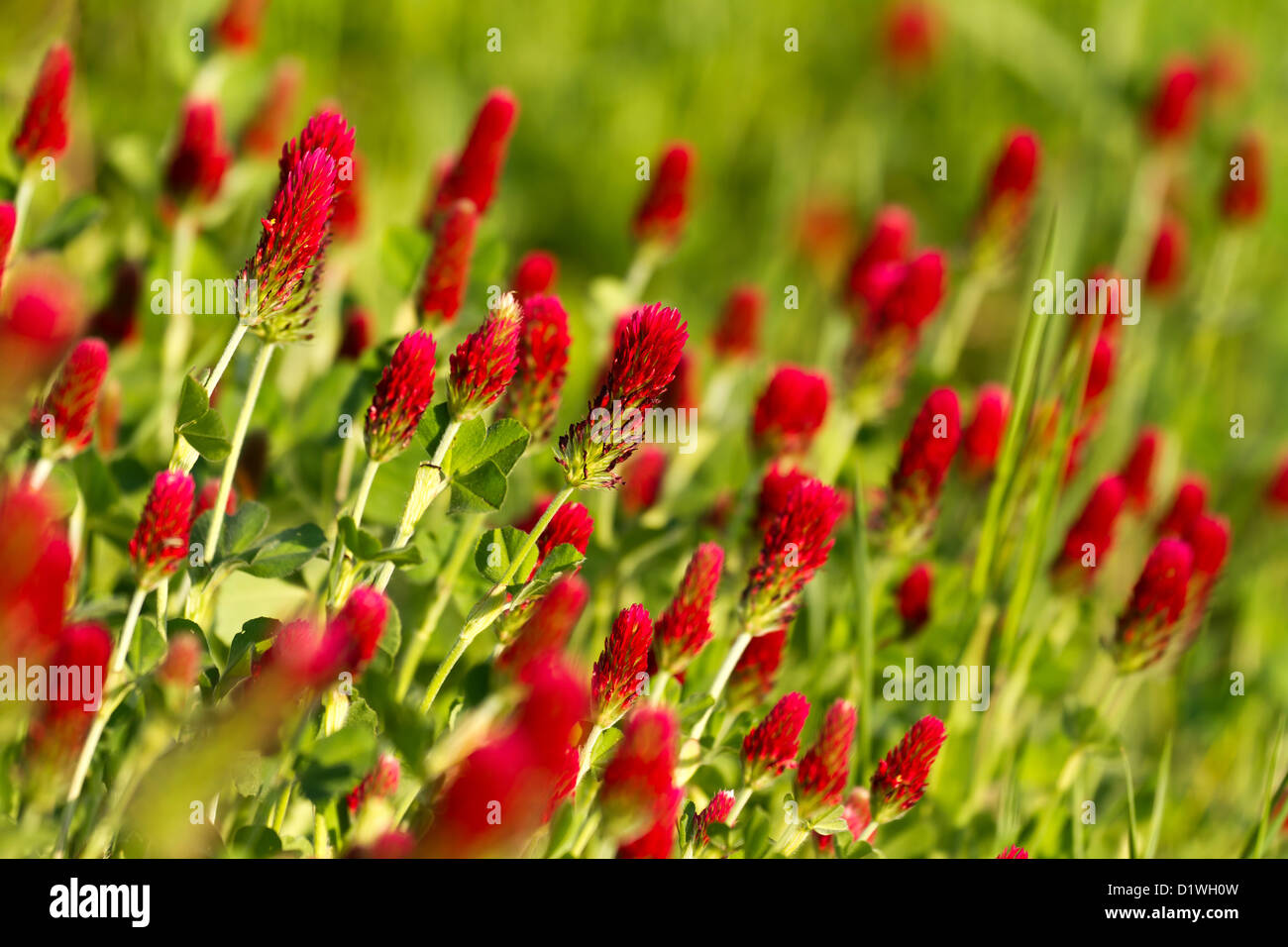 Beautiful Crimson clover flower field Stock Photo