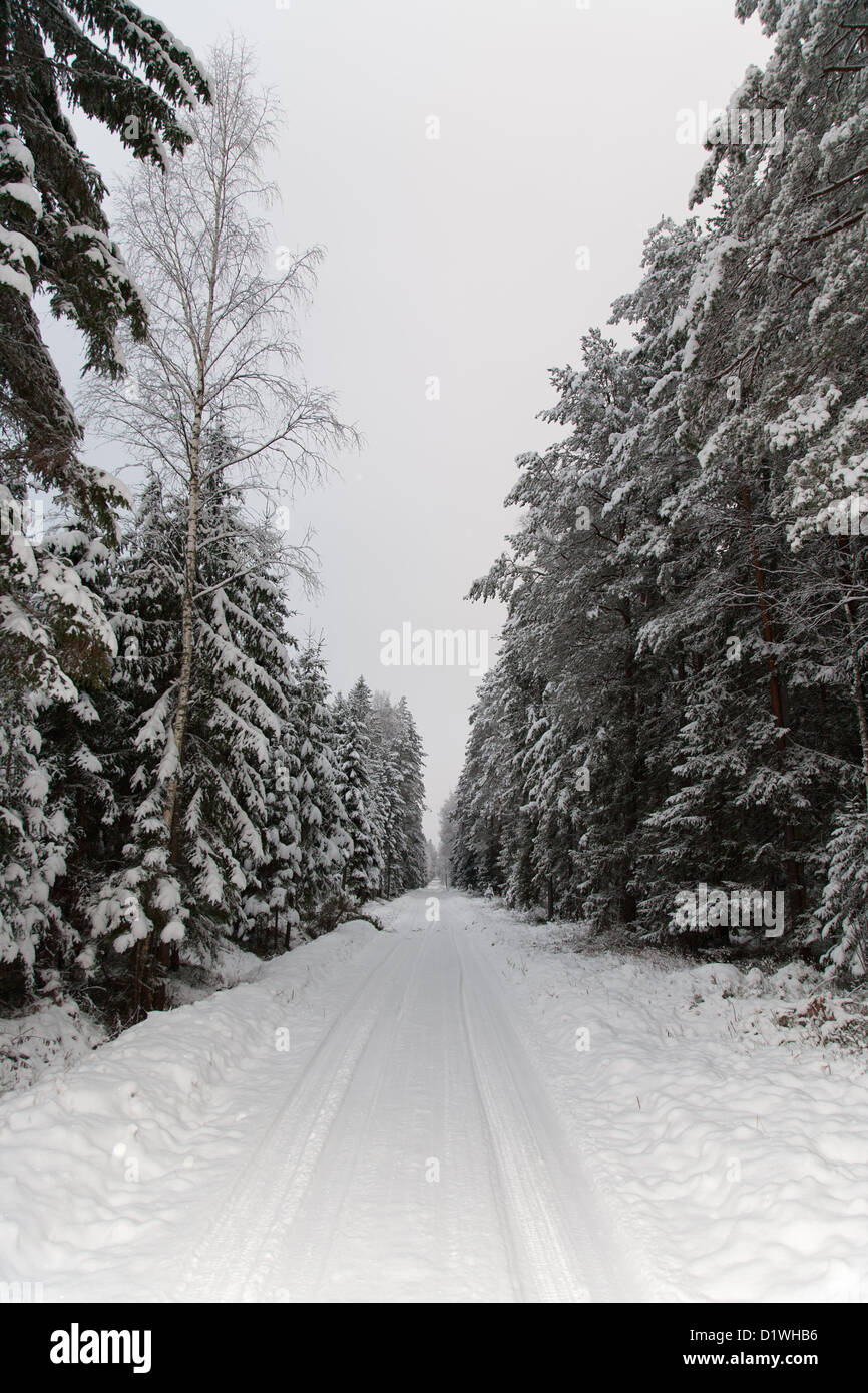winter snow forest Stock Photo - Alamy