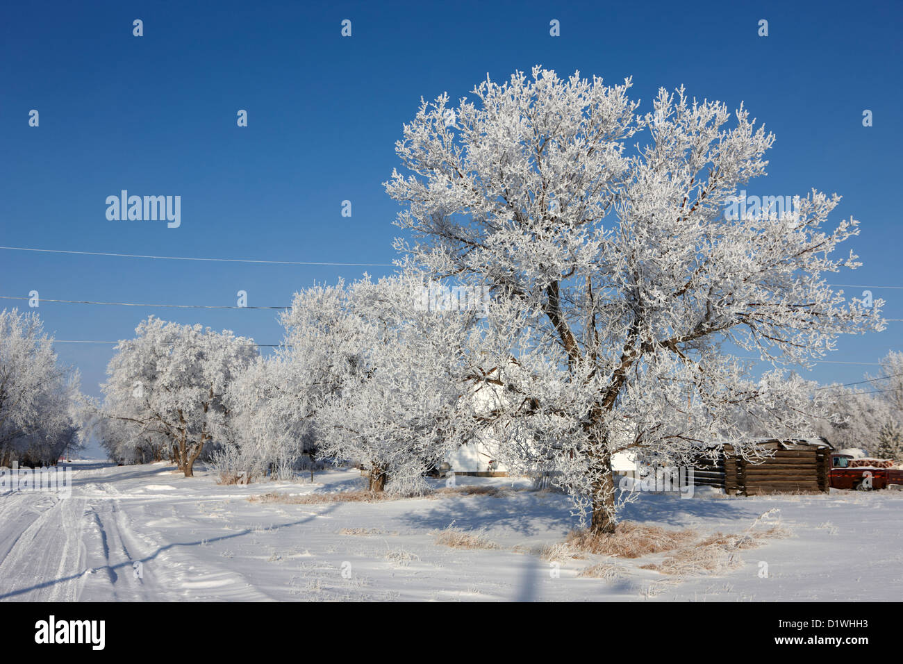 hoar frost on trees in small rural farming community during winter Forget Saskatchewan Canada Stock Photo