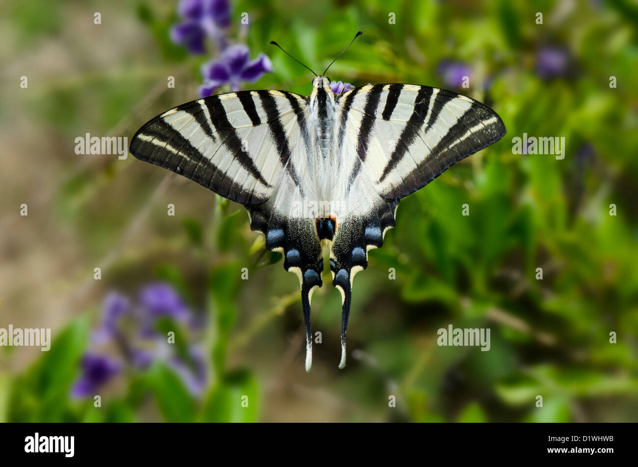 Southern Scarce Swallowtail, Iphiclides feisthamelii butterfly, Andalusia, Spain. Stock Photo