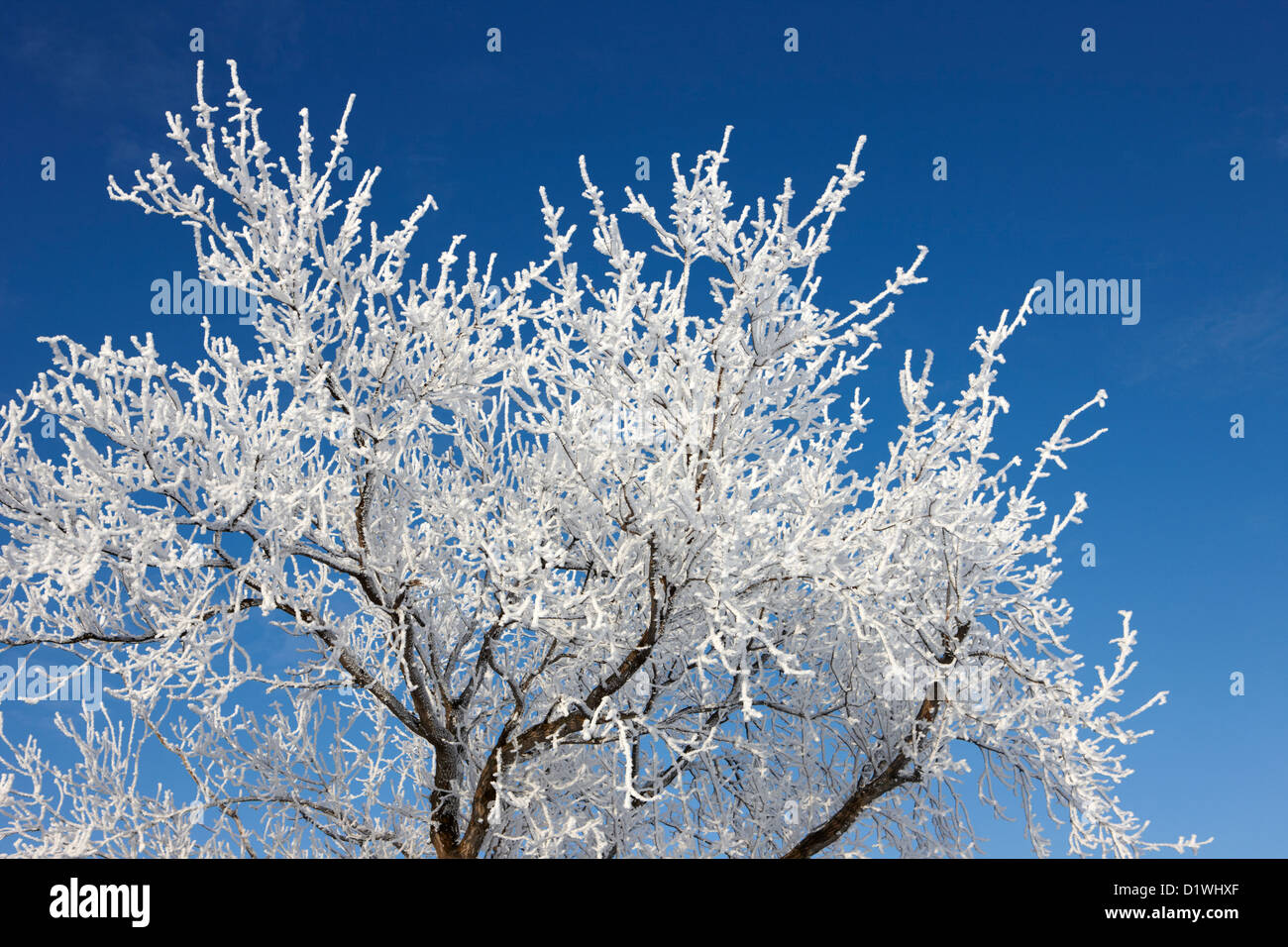 Hoar Frost On Bare Tree Branches During Winter Forget Saskatchewan hoar-frost-on-bare-tree-branches-during-winter-forget-saskatchewan