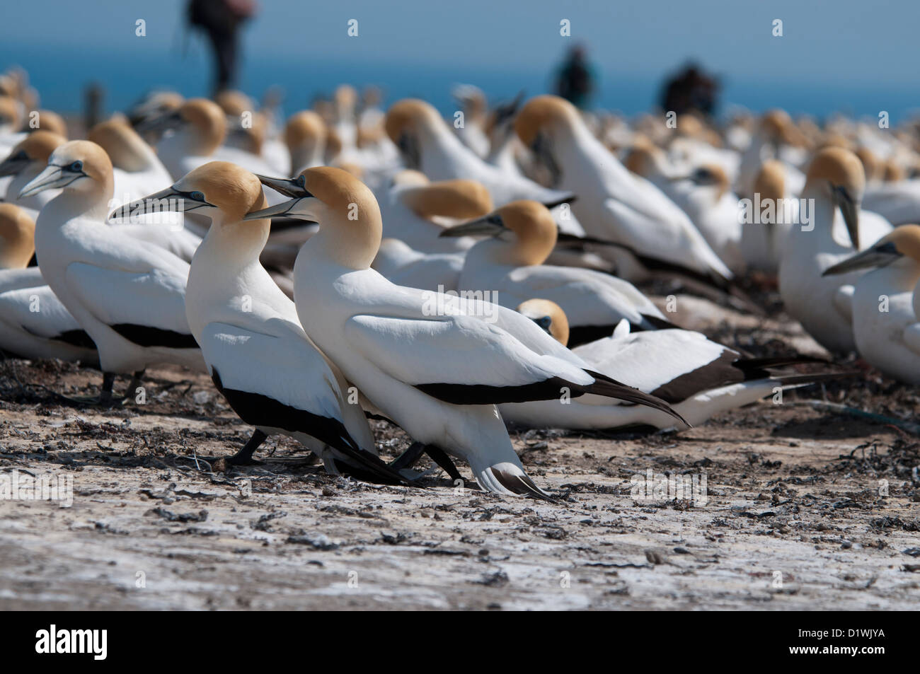 More than 20000 Australasian Gannets live in the breeding colonies of Cape Kidnappers in New Zealand's Hawke's Bay. Stock Photo