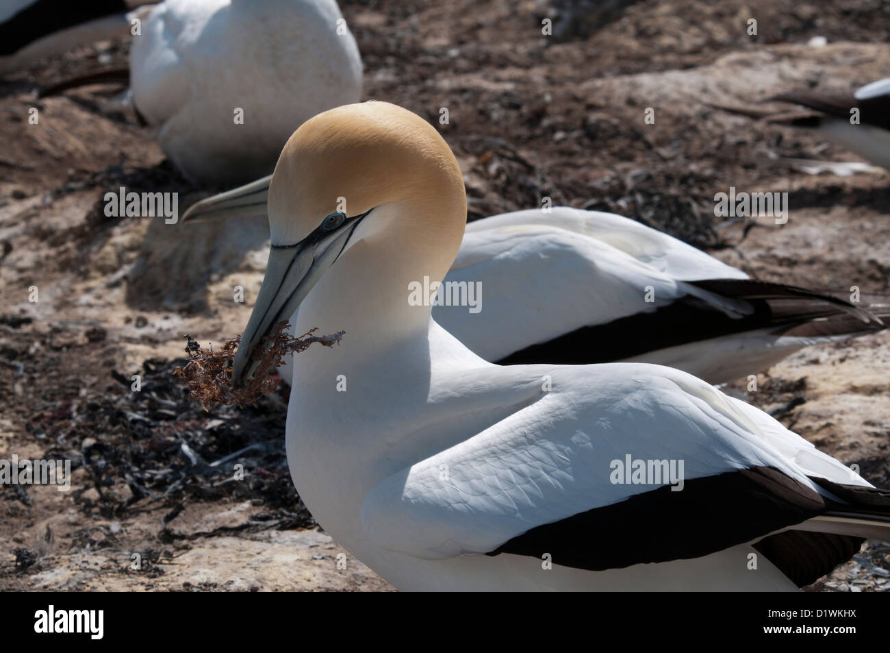 More than 20000 Australasian Gannets live in the breeding colonies of Cape Kidnappers in New Zealand's Hawke's Bay. Stock Photo