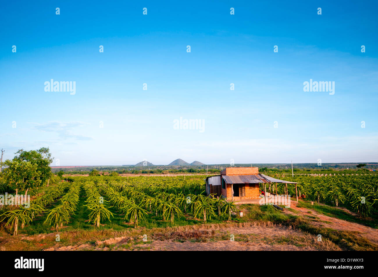 Dragon fruit or Pitaya farm, Binh Thuan Province, Vietnam, Asia Stock Photo