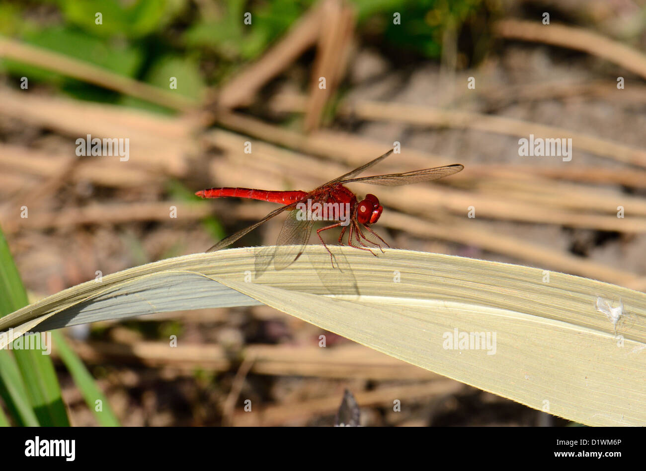 Beautiful Male Eastern Scarlet Darter Crocothemis Servilia In Thai 