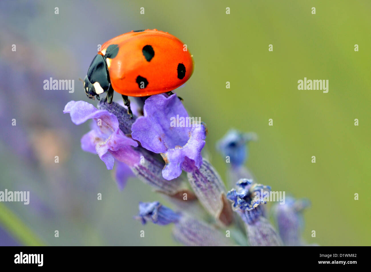 Macro of seven spot ladybug (Coccinella septempunctata) on lavender flower Stock Photo
