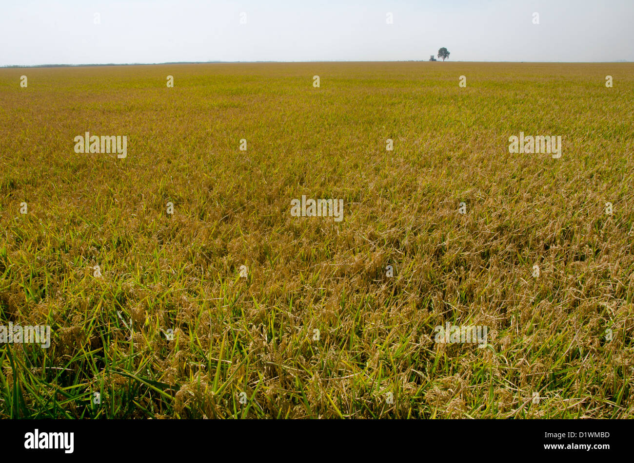 Spain Rice Fields Rice paddy field europe hi-res stock photography and images - Alamy