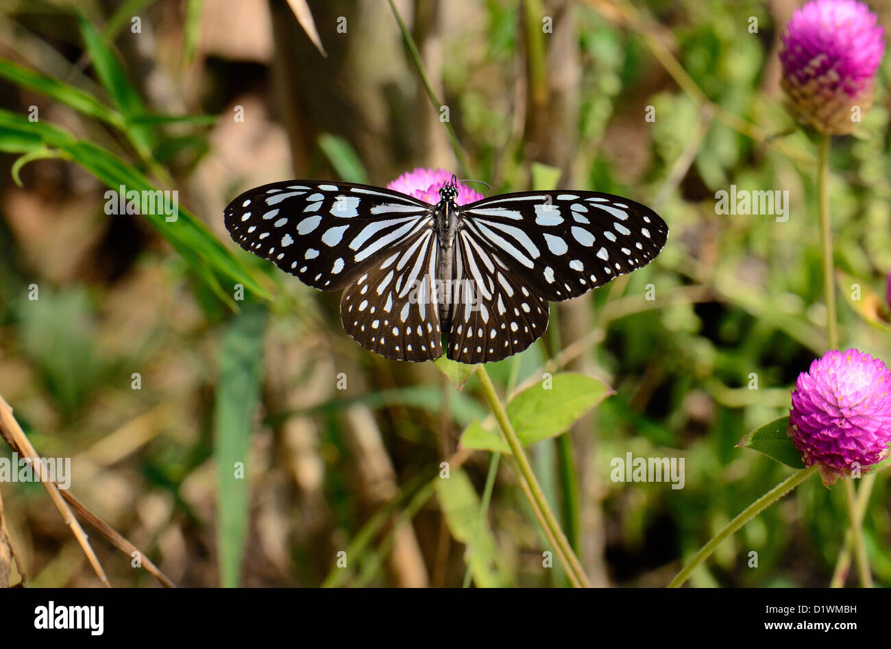 beautiful Pale Blue Tiger butterfly (Tirumala limniace) on flower near the road track Stock Photo