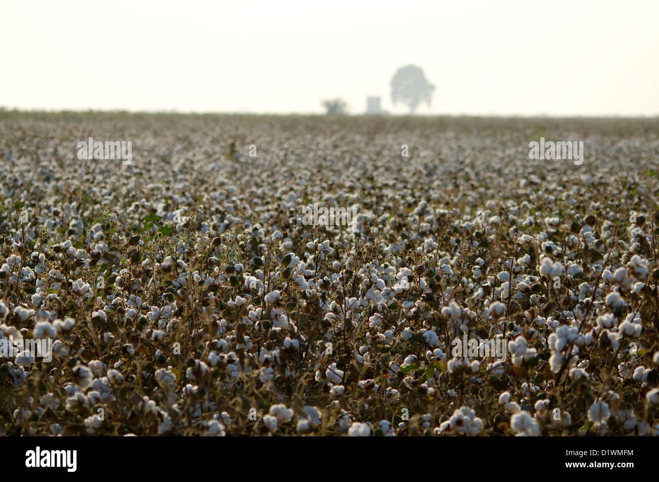 Cotton fields hires stock photography and images Alamy