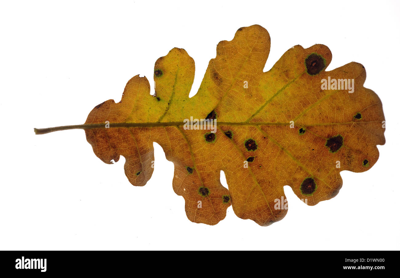 oak leaf Stock Photo