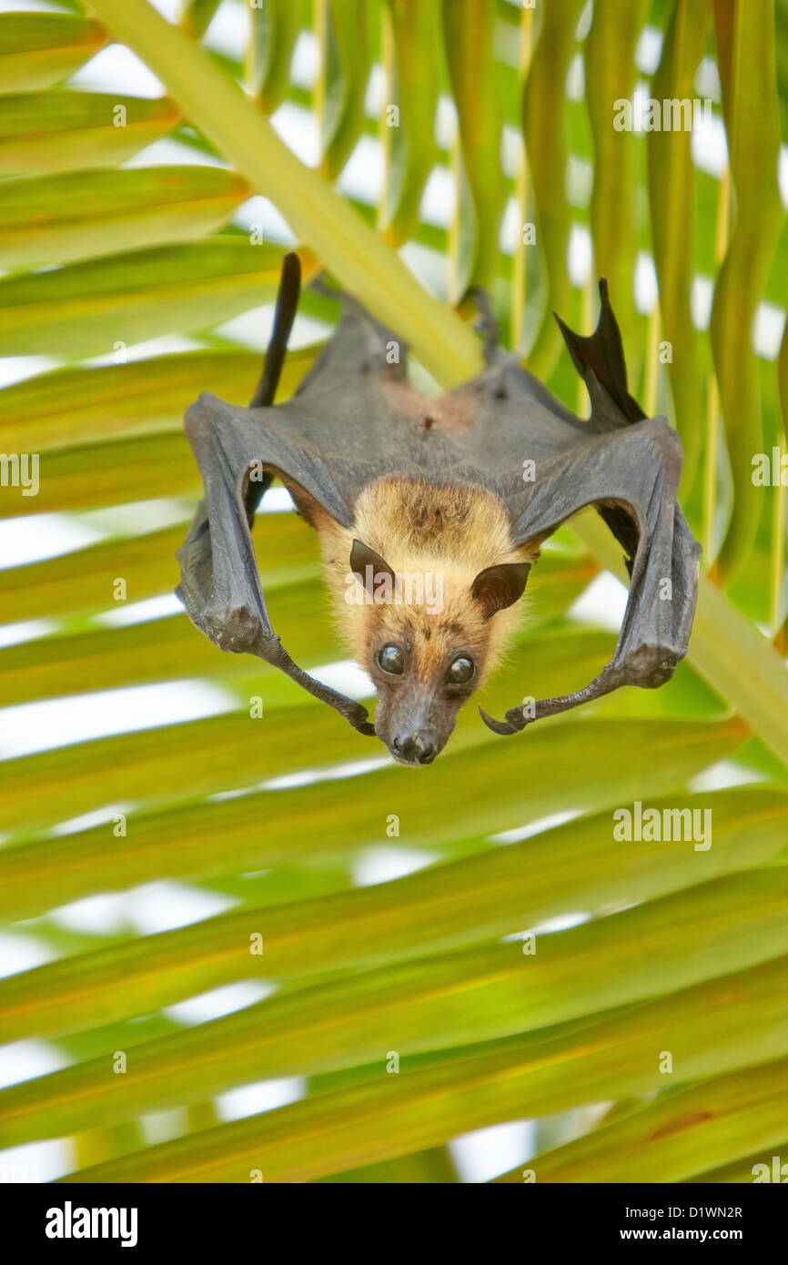 Fruit bat in palm tree hires stock photography and images Alamy