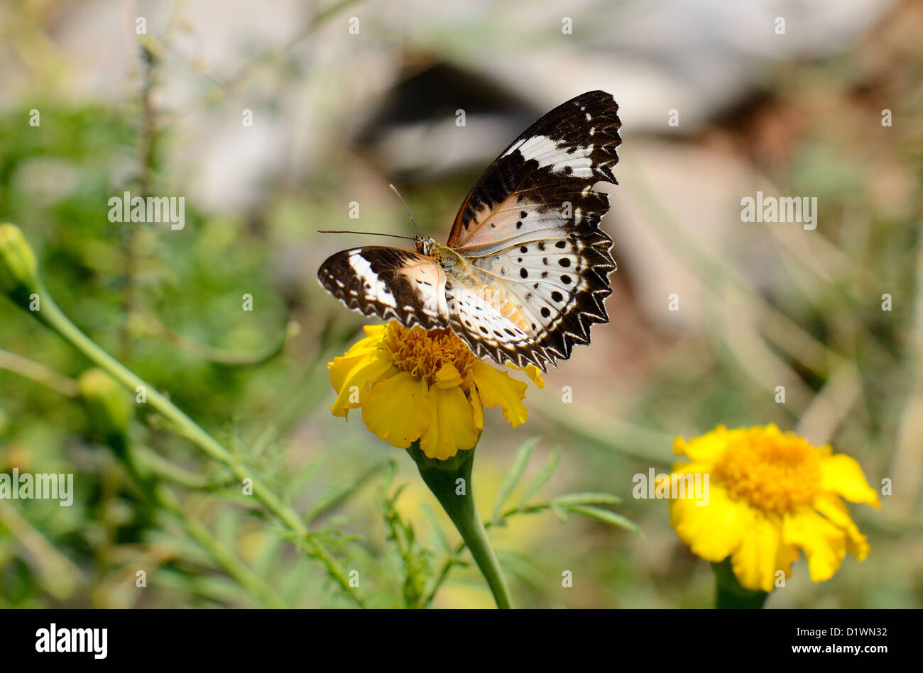 Schöne Fliegende Schmetterlinge, Leopard Lacewing Panited Jezebel